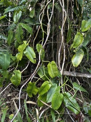 Philodendron consanguineum