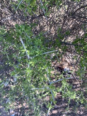 Forestiera angustifolia