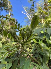 Marcgravia rectiflora