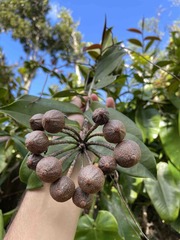 Marcgravia rectiflora
