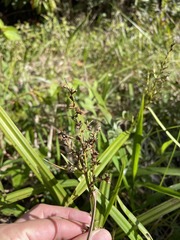 Scleria gaertneri