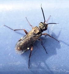 Macroxyela aenea