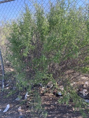 Forestiera angustifolia