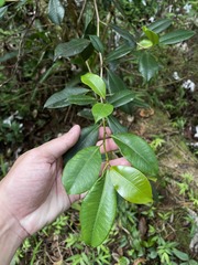 Ficus americana