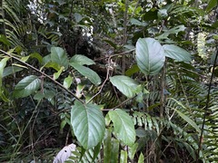 Pinzona coriacea
