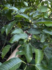 Ficus citrifolia