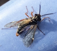 Macroxyela aenea