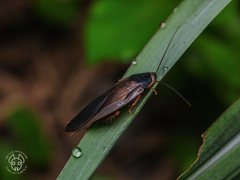 Pycnoscelus indicus