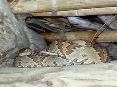 Trimorphodon paucimaculatus