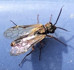 Macroxyela aenea