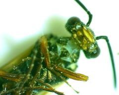 Macroxyela aenea