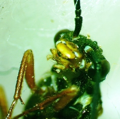 Macroxyela aenea