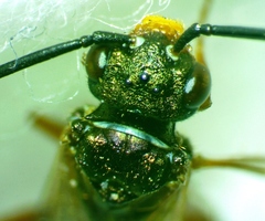 Macroxyela aenea