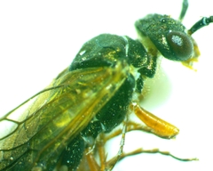 Macroxyela aenea