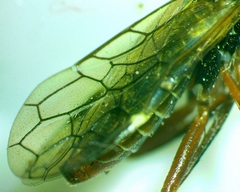 Macroxyela aenea