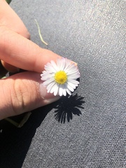 Bellis perennis