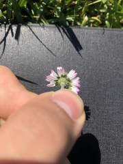Bellis perennis