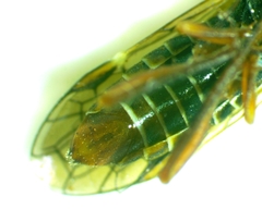 Macroxyela aenea