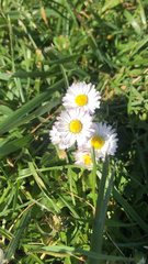 Bellis perennis