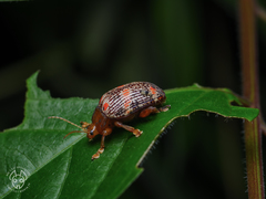 Podontia dalmani