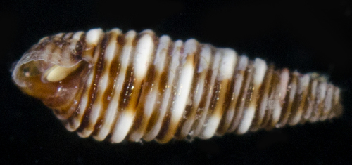 Viriolopsis fallax observed 2017-05-26