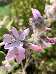 Malacothamnus clementinus