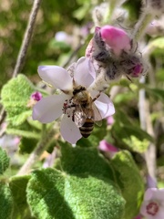 Malacothamnus clementinus