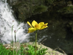 Anemonastrum speciosum