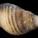 Dwarf Pacific Planaxis - Photo (c) smithsonian_marinegeo, some rights reserved (CC BY-NC-SA), uploaded by smithsonian_marinegeo