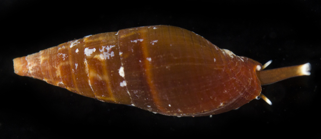 Strigatella luctuosa