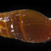 Strigatella luctuosa - Photo (c) smithsonian_marinegeo, some rights reserved (CC BY-NC-SA), uploaded by smithsonian_marinegeo