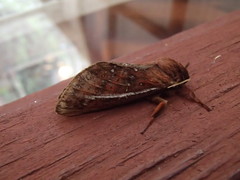 Oxycanus