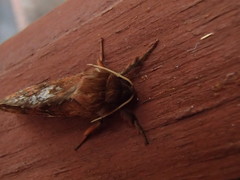 Oxycanus