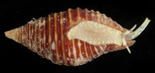 Mitra cucumerina observed 2017-05-27
