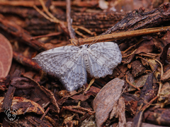 Leucodrepana serratilinea