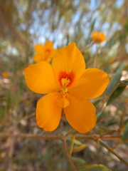 Petalostylis labicheoides