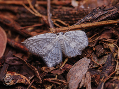 Leucodrepana serratilinea