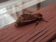 Oxycanus
