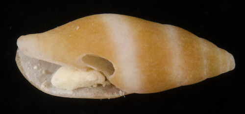 Carinomitra typha observed 2017-05-27