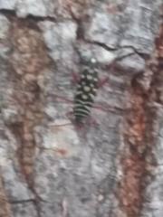 Placosternus difficilis