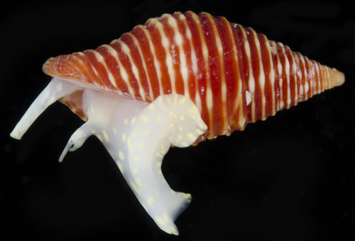 Mitra cucumerina observed 2017-05-26