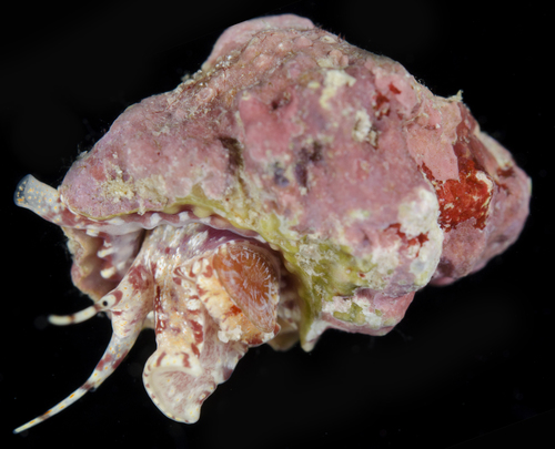 Bursa rhodostoma observed 2017-05-26