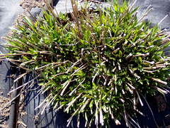 Solidago lepida salebrosa