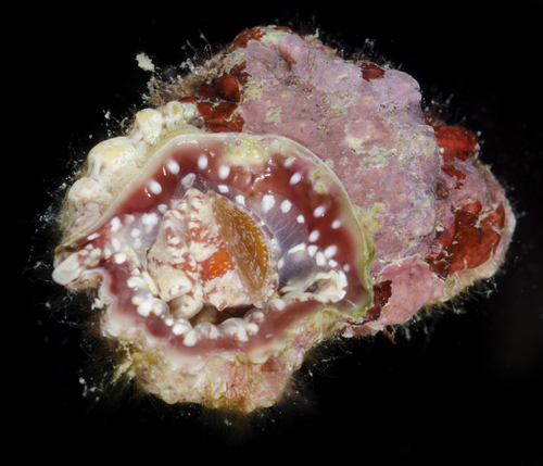 Bursa rhodostoma observed 2017-05-27