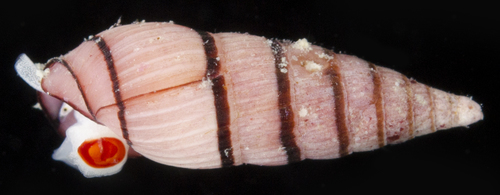 Terenolla pygmaea