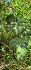Coccoloba rugosa