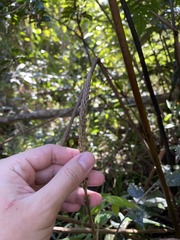 Prescottia stachyodes