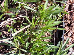 Solidago lepida salebrosa