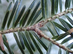 Abies balsamea image