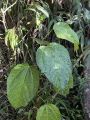 Alchornea latifolia